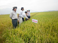 Tánh Linh: Phát triển nông nghiệp hữu cơ, gắn với chuỗi tiêu thụ