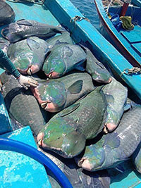 Ngư dân Phú Quý có đánh bắt loại cá hiếm?