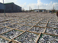 Khu chế biến thủy sản có mùi Rừng Đạo, xã Phú Lạc: Không còn ô nhiễm