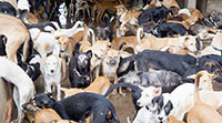 Ấn Độ cấm buôn bán thịt chó