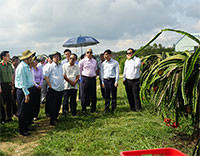 Đồng chí Trần Quốc Vượng - Thường trực Ban Bí thư Trung ương Đảng thăm quan mô hình nông nghiệp tại Bình Thuận