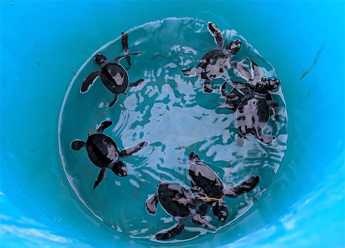 45 newly-hatched green sea turtles safely released to the sea on Phu Quy