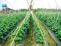 Tuy Phong: Hướng nâng cao giá trị sản phẩm nông nghiệp