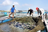 “Phú” và “Quý” nơi đảo ngọc 