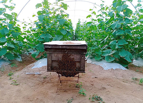Dùng ong thụ phấn cho dưa lưới trong nhà màng