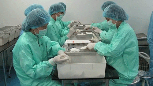 Vietnam starts COVID-19 vaccine trials on monkeys