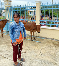 Trao bò sinh sản cho 23 hộ nghèo xã Phan Tiến