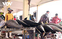 Phải chấm dứt tình trạng tàu cá khai thác hải sản bất hợp pháp