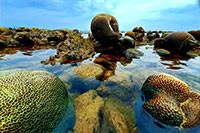 2 tác phẩm: "Bảo tàng đa dạng san hô " và "Bình Thuận tiềm năng du lịch nghỉ dưỡng" đạt giải Nhất tháng 9