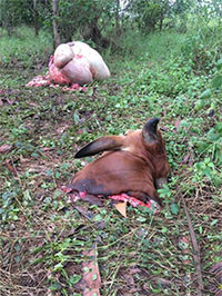 Xã Bình Tân: Tái diễn nạn trộm cắp bò