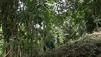 Đức Linh: Ngăn ngừa phá rừng bằng giao khoán rừng