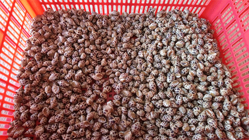 Great yield of sweet snails than ever offered to Binh Thuan's fishermen