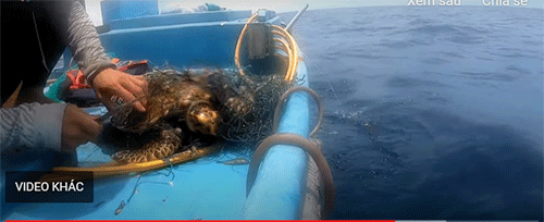 Phu Quy islanders saved and released 2 rare sea turtles