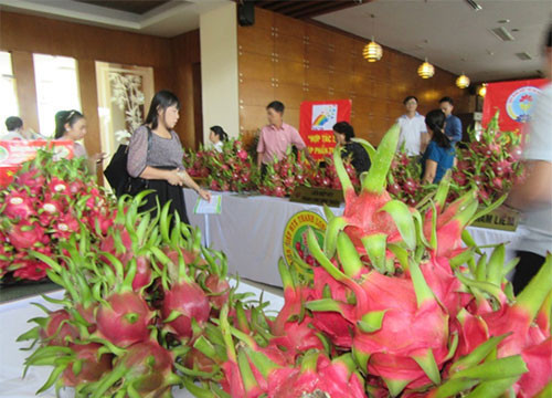 18 tons of Binh Thuan dragon fruit offered to Ba Ria-Vung Tau and Khanh Hoa provinces.BTO- The provincial Red Cross Society of Binh Thuan province lately sent 12 tons and 6 tons of dragon fruit to Khanh Hoa province and the neighboring province of Ba...