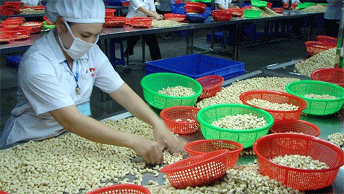 Vietnamese cashew nuts occupy nearly 90 percent of US market share