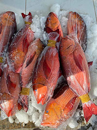 Vì sao ngộ độc cá hồng chuối ?