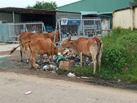 Thị trấn Chợ Lầu: Bò vẫn thả rông trong khu dân cư