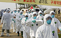 Chống dịch cúm gia cầm, Hàn Quốc cấm di chuyển tại tất cả các trang trại chăn nuôi