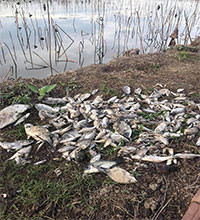 Phát hiện cá tự nhiên chết ở xã Sùng Nhơn chưa rõ nguyên nhân