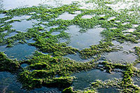 Vẻ đẹp thảm rêu xanh ở Hòn Đỏ - Mỹ Hiệp