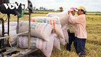 Việt Nam xuất khẩu khoảng 6,15 triệu tấn gạo trong năm 2020