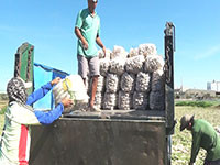 Nông dân Liên Hương tất bật thu hoạch củ cải trắng