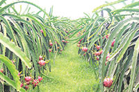 Hàm Thuận Bắc: Gắn kết phát triển các sản phẩm nông nghiệp
