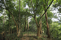 Lim xanh ở rừng Sông Móng – Ca Pét