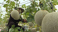 Nông nghiệp công nghệ cao tại Bình Thuận: “Hữu xạ tự nhiên hương”