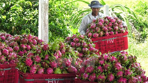 Fruit and vegetable exports hit over US$3.2 billion in 2020