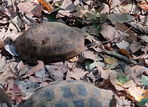 2 tortoises released to the protective jungle in Ham Thuan Bac
