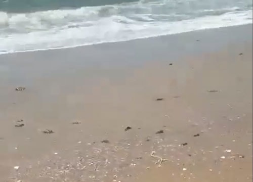 7.5 kilo- sea turtle released back into the ocean 