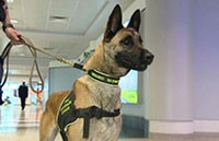 Hải quan Séc sẽ sử dụng chó nghiệp vụ để phát hiện người mắc Covid-19 tại sân bay