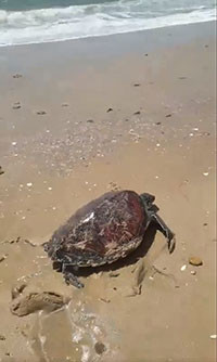 Thả rùa biển 7,5kg về đại dương