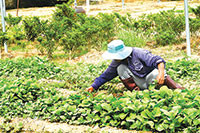 HTX Nông nghiệp Phước Thể: Lúng túng đầu ra cho rau VietGAP