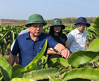 Đoàn công tác Bộ Nông nghiệp và PTNT thăm trang trại thanh long tại Bình Thuận