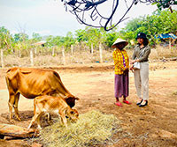 Kiểm tra mô hình phát triển chăn nuôi bò sinh sản tại xã Phan Tiến