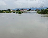 Hàm Thuận Bắc: Mưa lớn, thiệt hại hơn 500 ha cây trồng do ngập lụt