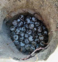 Rùa biển sinh 126 trứng ở Hòn Cau