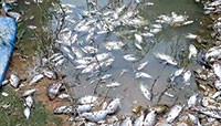 Cá lại chết hàng loạt trên sông Giêng