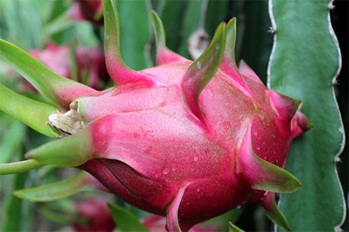 Binh Thuan’s dragon fruit promotion conference held in India