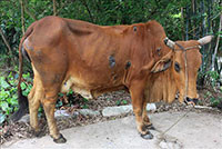 Kế hoạch phòng, chống bệnh viêm da nổi cục ở trâu, bò