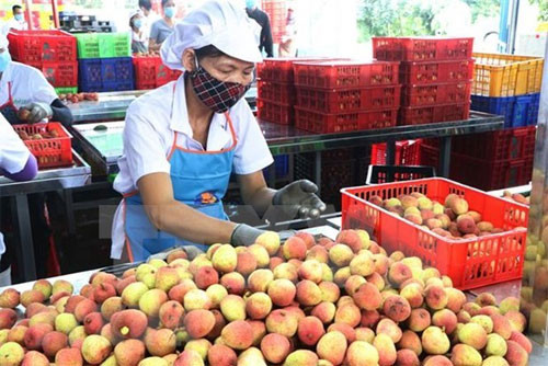 Hai Duong exports lychee to Thailand for first time
