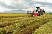 Xuất khẩu gạo tăng, người trồng lúa sẽ trụ vững trước đại dịch?
