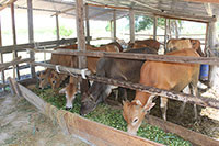 Bắc Bình: Xuất hiện trâu bò nghi mắc bệnh viêm da nổi cục