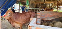 Tân Đức: Nỗ lực ngăn chặn và dập dịch viêm da nổi cục trên trâu, bò