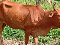 Phan Sơn: Xuất hiện bò nghi bị viêm da nổi cục