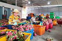 Hàm Thuận Bắc: Đề xuất 4 dự án liên kết tiêu thụ sản phẩm nông nghiệp