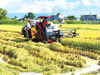 Cần có phương án sản xuất, thu hoạch lúa hợp lý