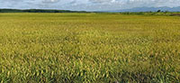Giảm giá thành sản xuất lúa trong điều kiện dịch Covid-19